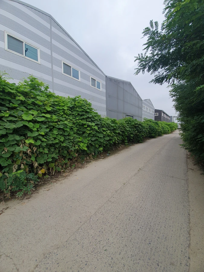 파주 운정 건물 앞 소나무 제거 전
