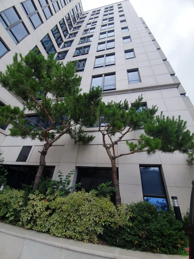 파주 교하 건물 사이 나무 제거 전