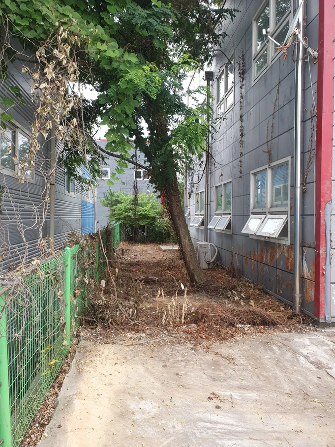 파주 골목 나무 제거 전