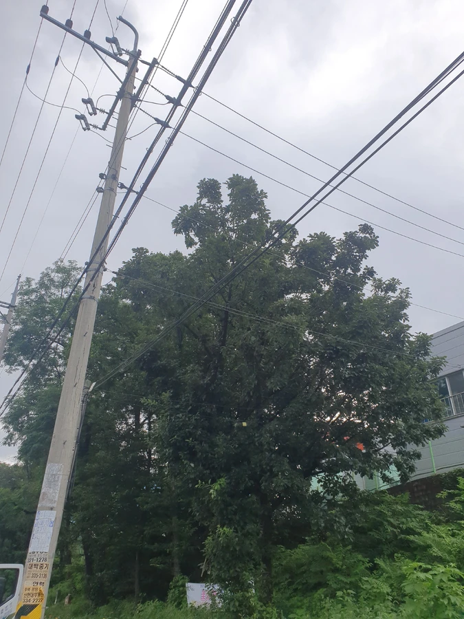 파주 전신주 인근 나무 가지치기 전