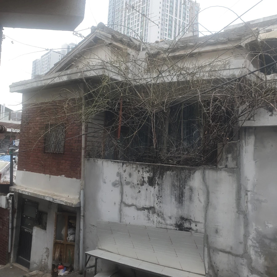 양평 지붕 넝쿨 제거 전