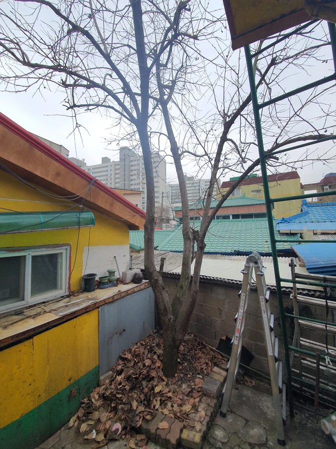 분당 정자동 주택 마당 나무 제거 전