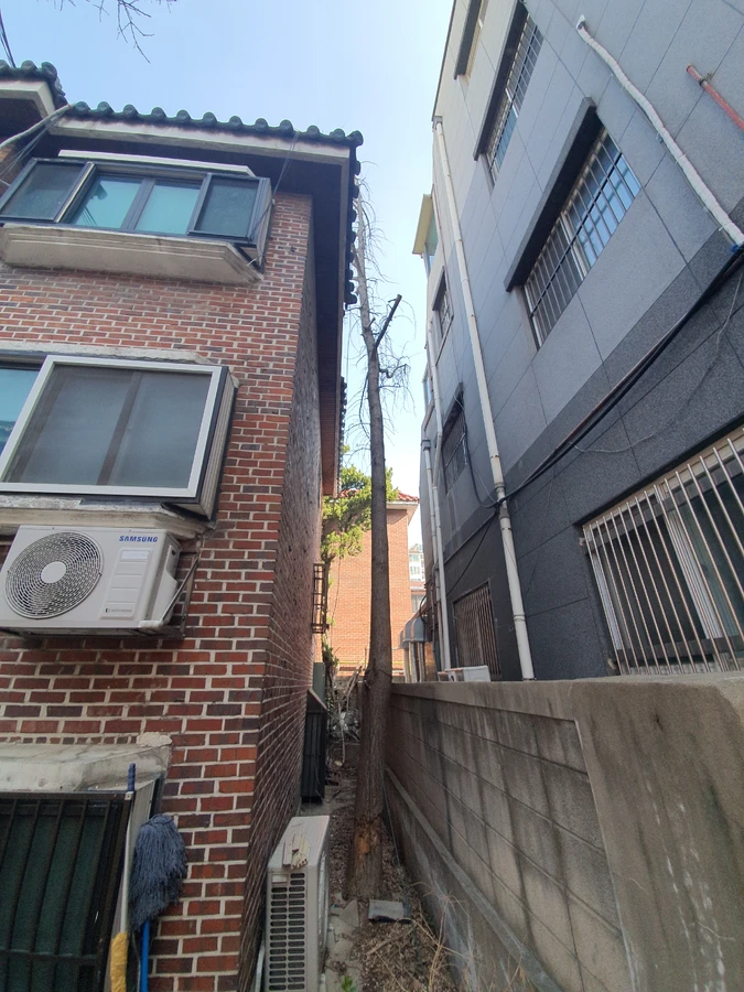 남양주 좁은 골목 나무 제거 전