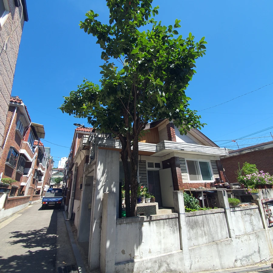 주택 마당 나무 제거 전