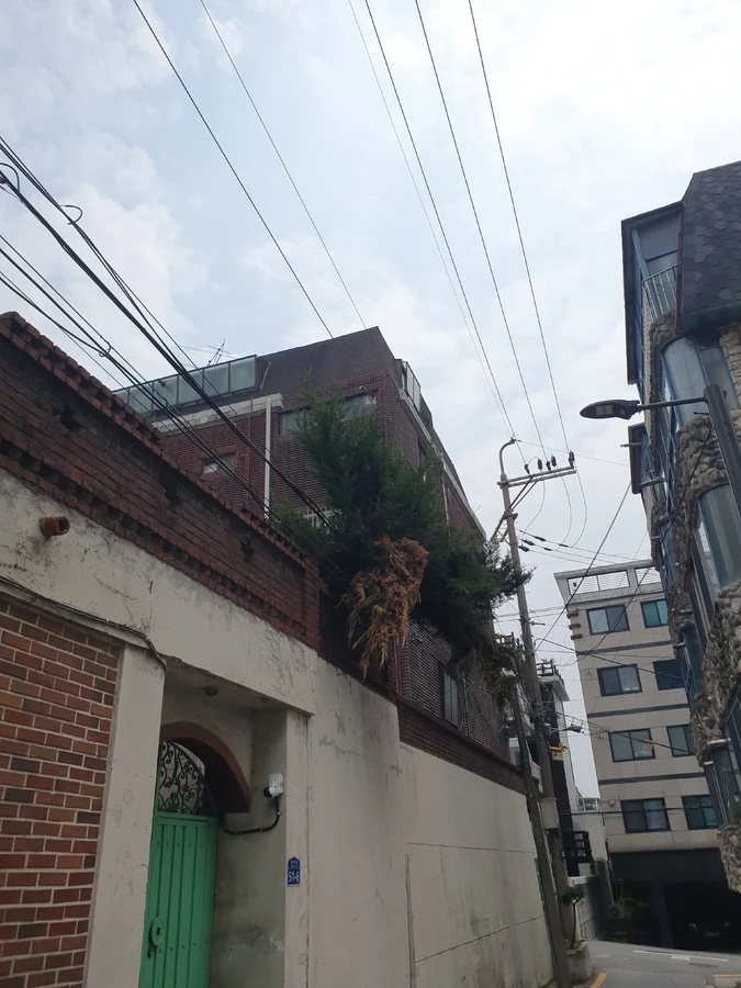 용인 담장 위 나무 정리 전